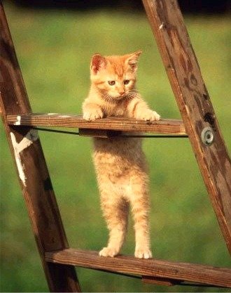 An den Beitrag angehängtes Bild: https://img2.dreamies.de/img/381/b/8ihhzgt1zaj.jpg