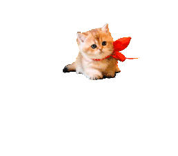 kdrfqe3wsr5.gif
